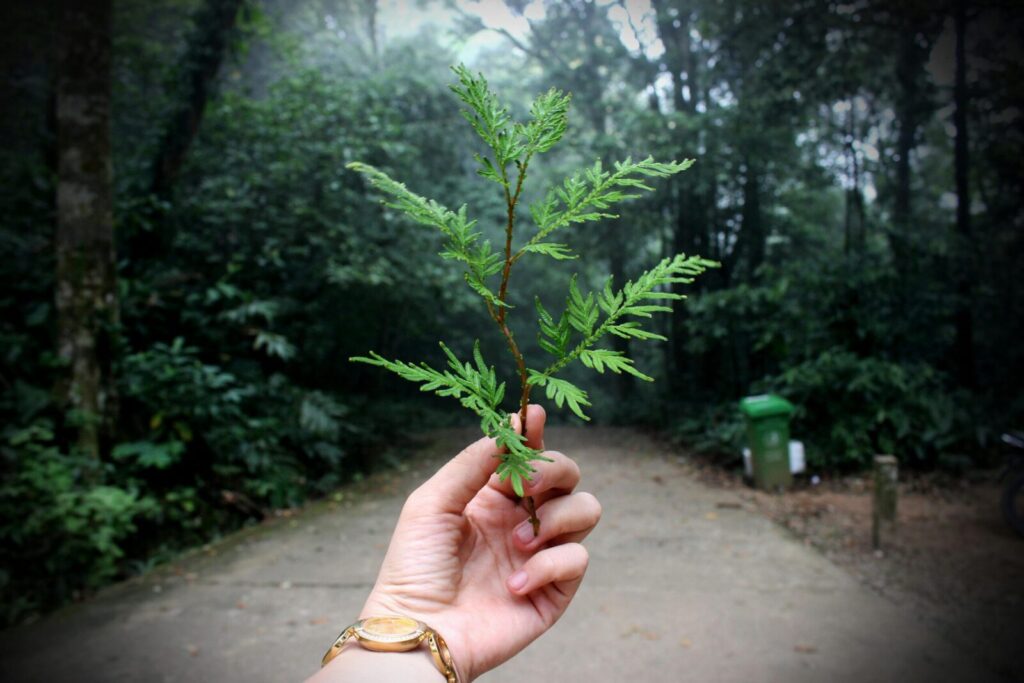 A hand holding a green fern leaf on a forest path, illustrating nature and growth.